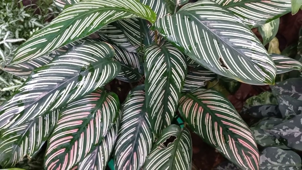 CULTIVO Muitas plantas de sombra em vasos em pequeno espaço. 