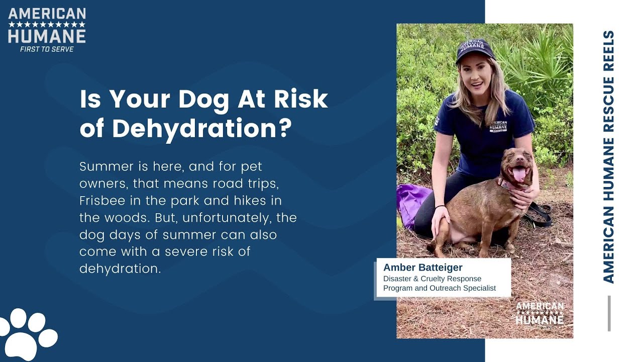 Rescue Series #1 | How to ensure your pet is not at risk of dehydration