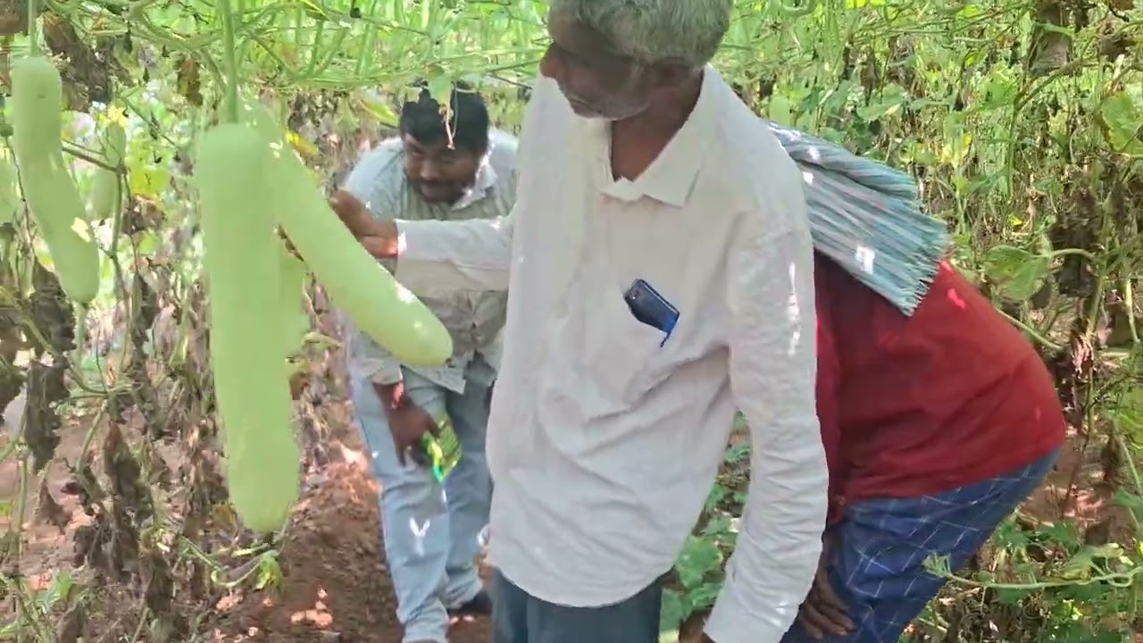సొరకాయ పంటకు కింగ్ కావేరీ Seeds - SHIGR / 9346244002.