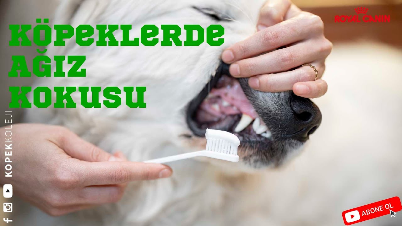 Köpeklerde Ağız Kokusu