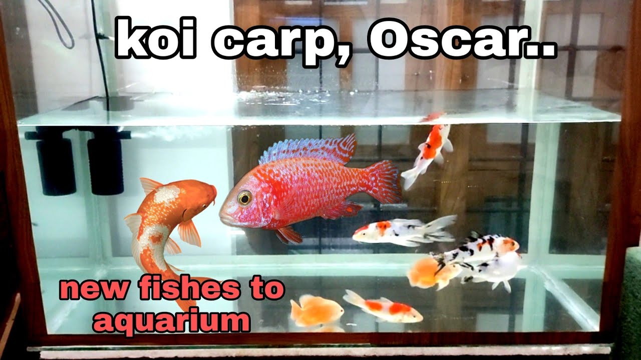 koi carp and Oscar🐠🐋🐟 new fishes to aquarium 🥰/ new aquarium making in Malayalam