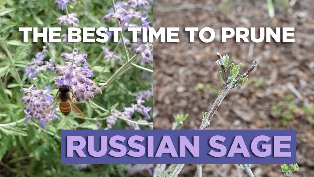The Best Time to Prune Russian Sage and How To Do It!