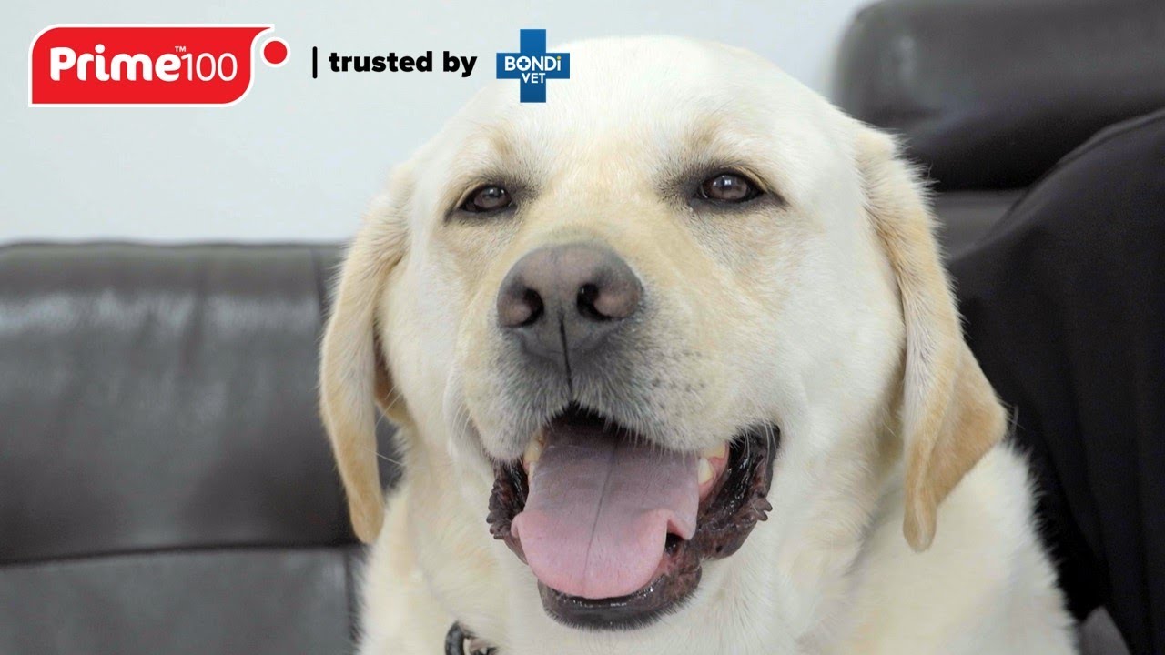 Helping Hutchy the Golden Labrador's Ear Dilemma | Bondi Vet x Prime100