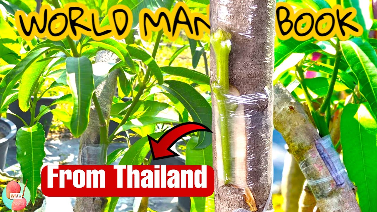 Mango Grafting Technique From A Thai Mango Expert