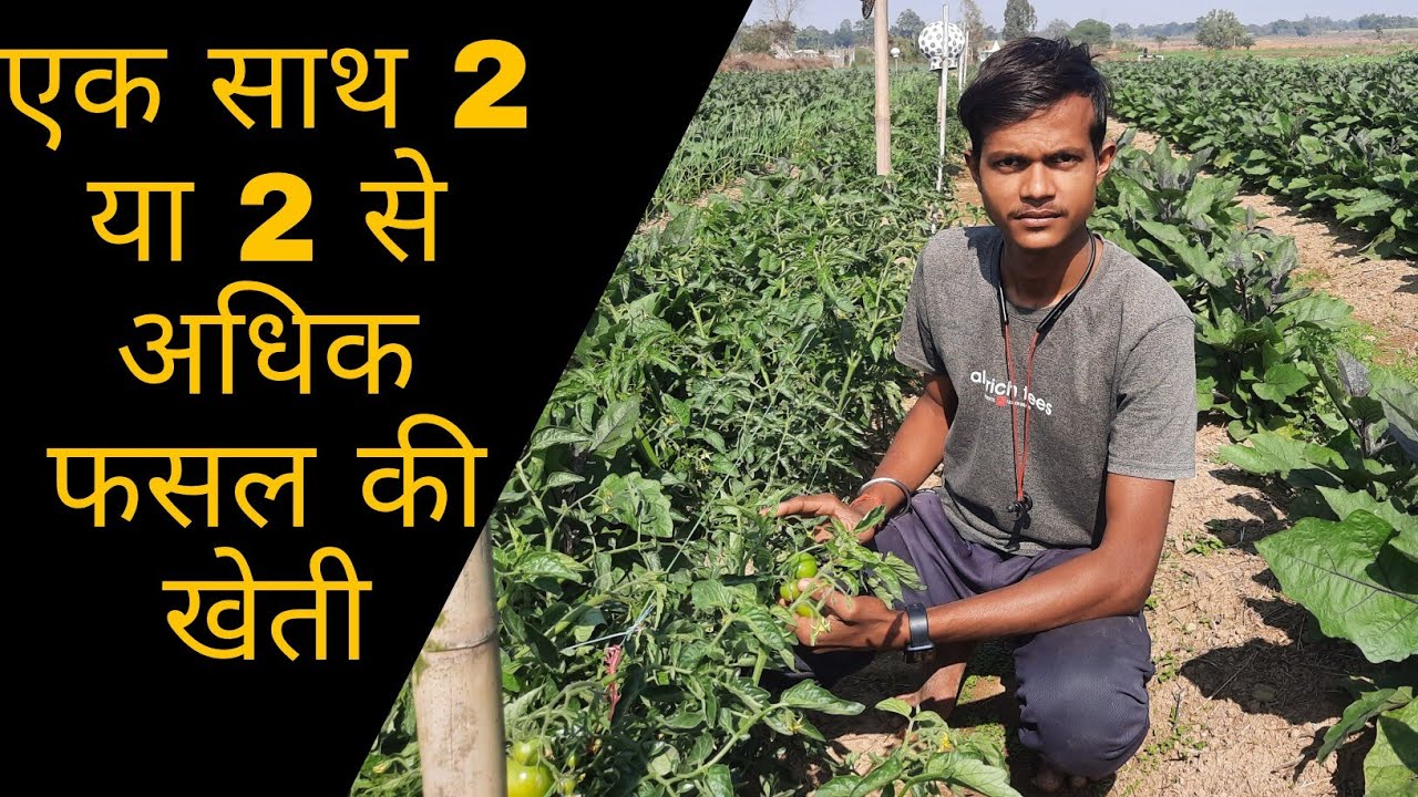 intercropping farming || अंतरफसल खेती, एक साथ 2 या 2 से अधिक फसलों की खेती ||