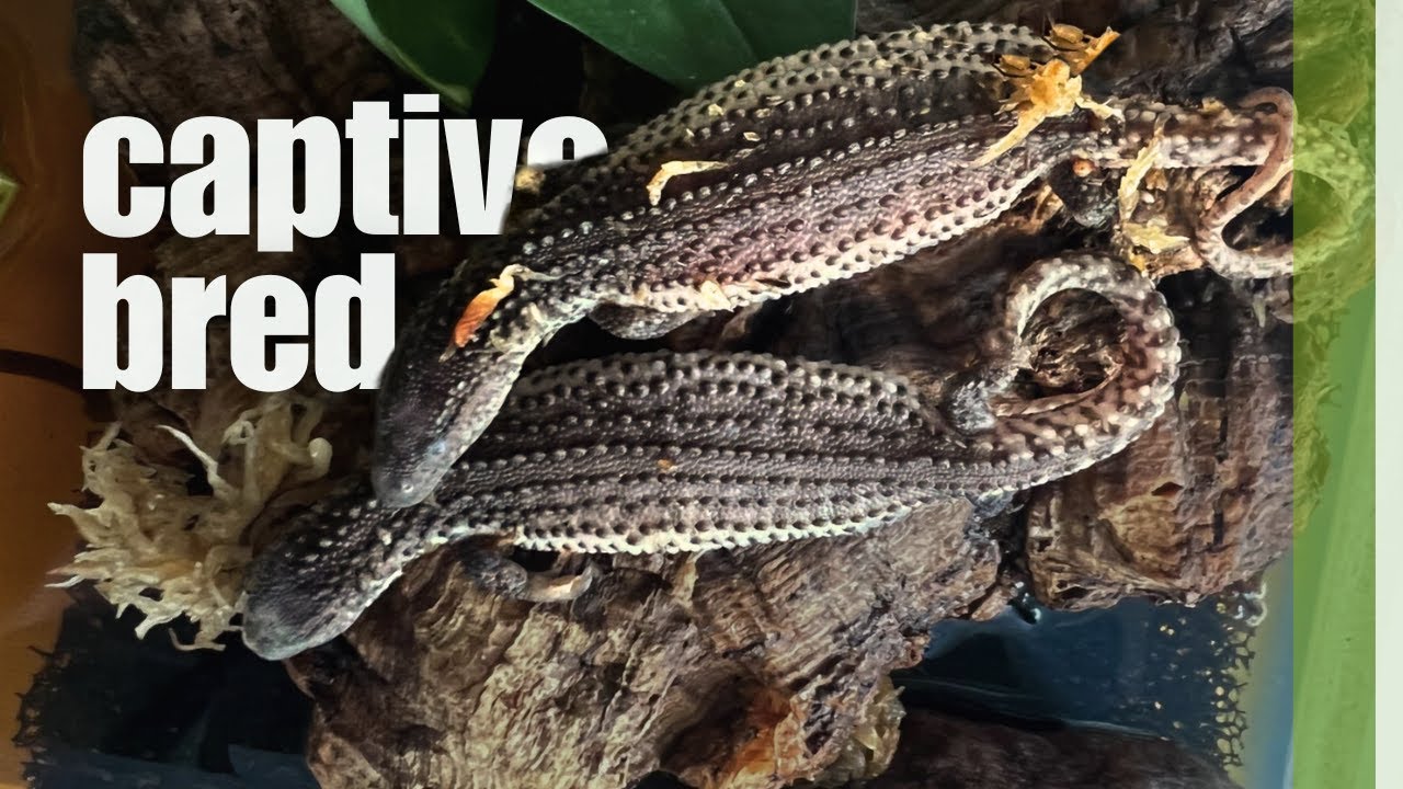 Captive bred Lanthanotus borneensis. Borneo earless monitor lizard