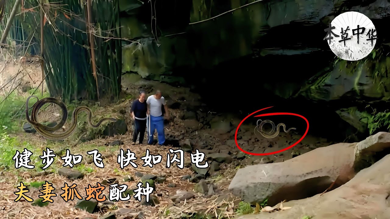 夫妻抓蛇配种，天天&ldquo;盘&rdquo;蛇，乌梢蛇繁殖季节，深入山林，看长虫如何变身药材#本草中华 第一季 Herbal China Clip