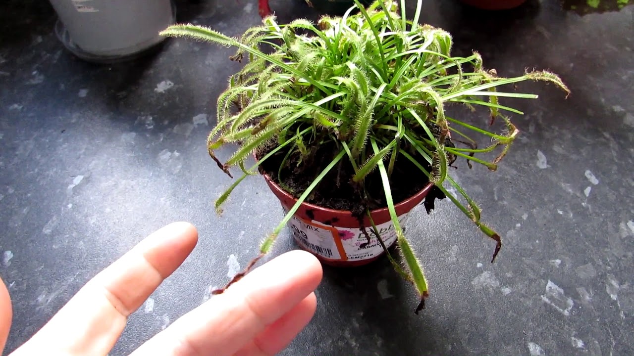 Моё НОВОЕ плотоядное растение — росянка капская (Drosera capensis)