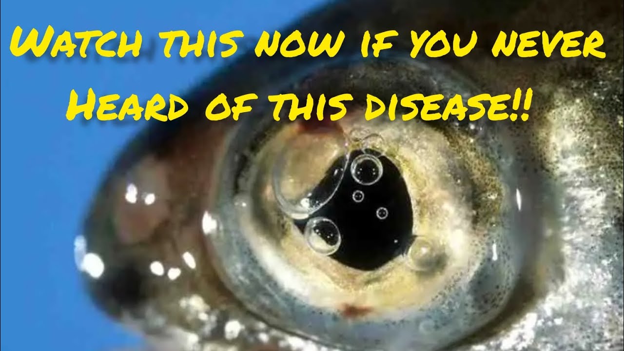 The terrible fish disease that can kill!