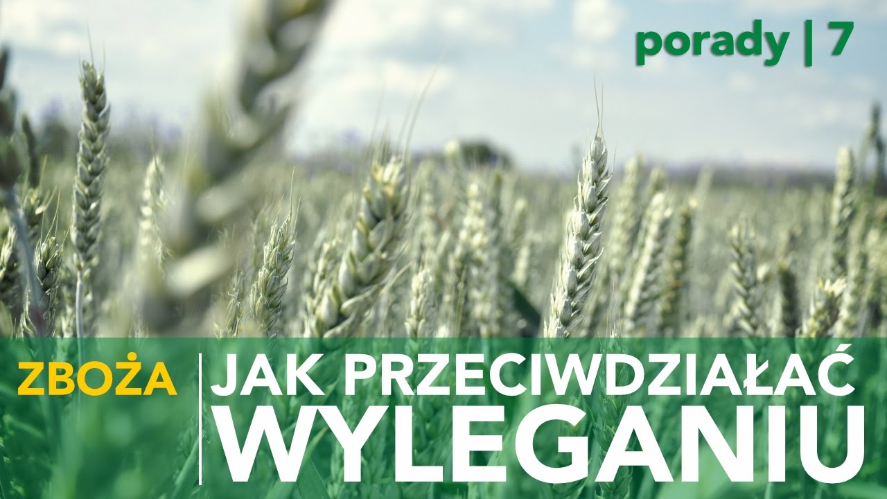 Jak przeciwdziałać wyleganiu zb&oacute;ż?