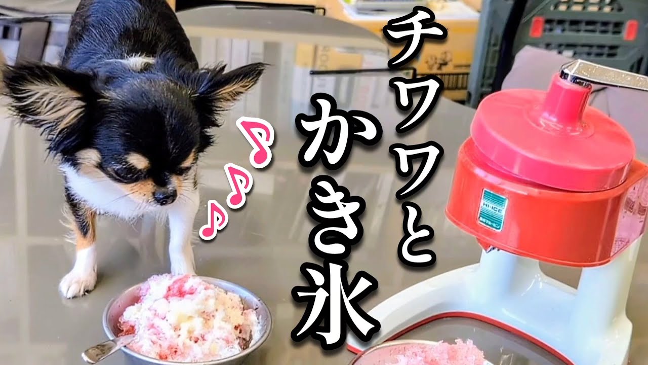 夏の終わりに、チワワとかき氷食べました！