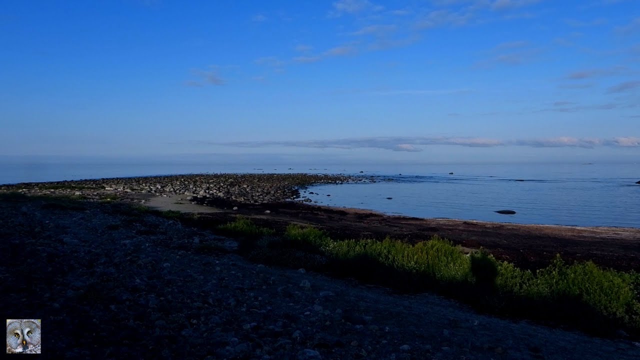 Relax,Revtangen,Migratory #birds long film,Trekkfugler lang film, #Relaxing #therapy,#Superzoom