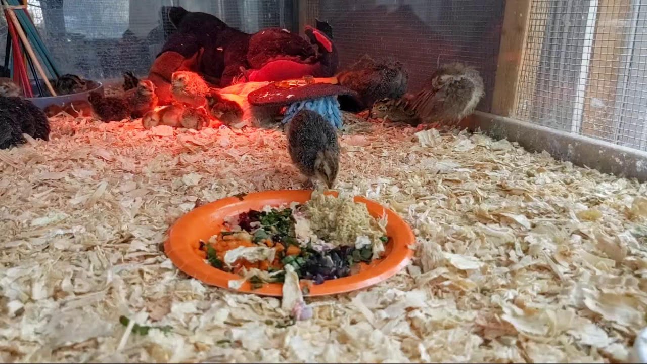 Baby Quail Livestream