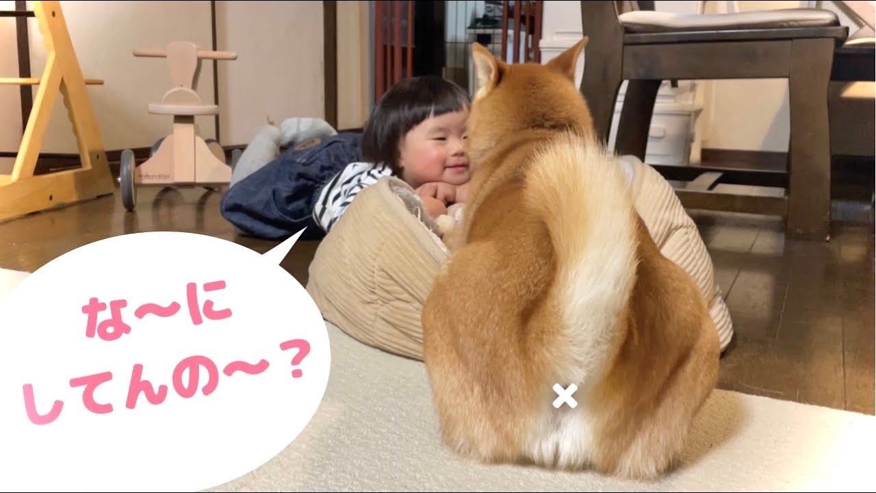 何してんの〜？とガムに夢中の柴犬を観察する1歳娘