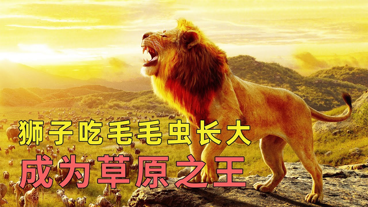 小狮子被叔叔赶出狮群，靠吃毛毛虫长成草原之王，多年后为父报仇