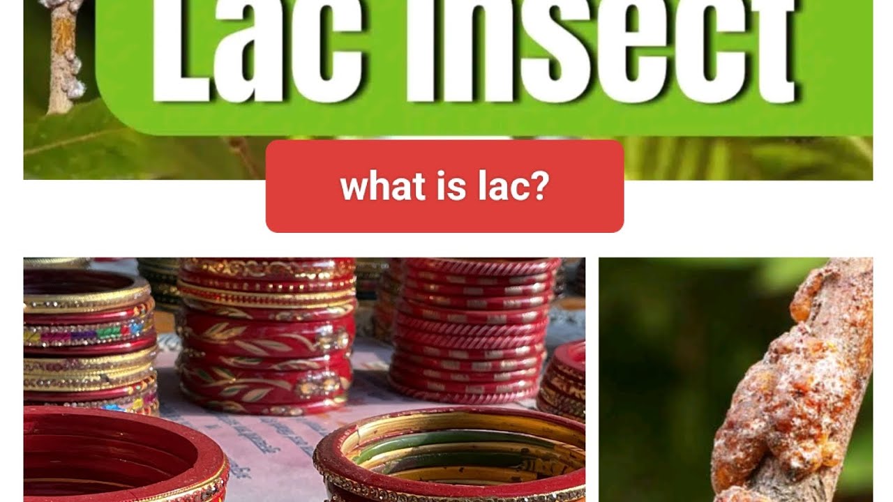 #lntroduction of lac culture part -2 #bsc #msc #what is lac?