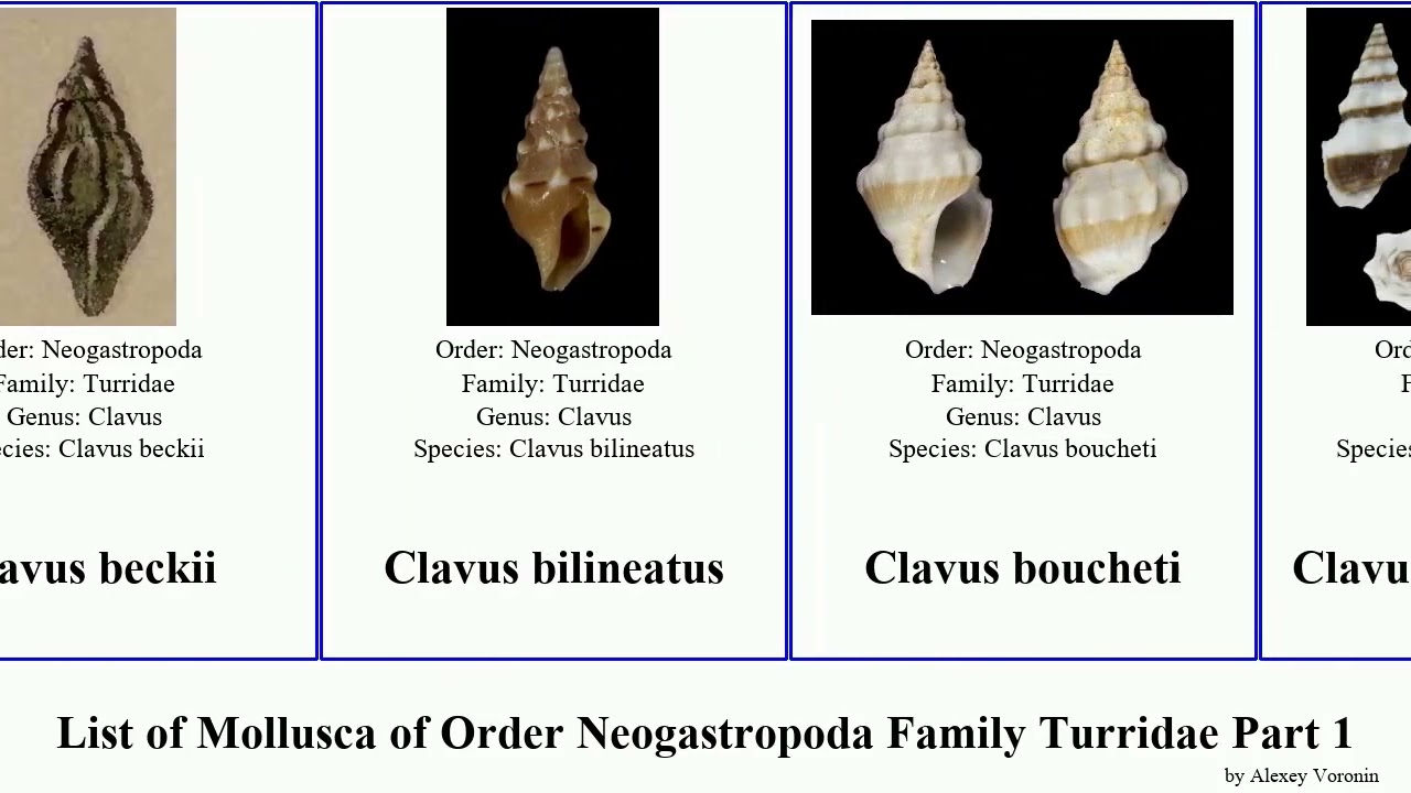 List of Mollusca of Order Neogastropoda Family Turridae Part 1 clavus bela aforia austrodrillia