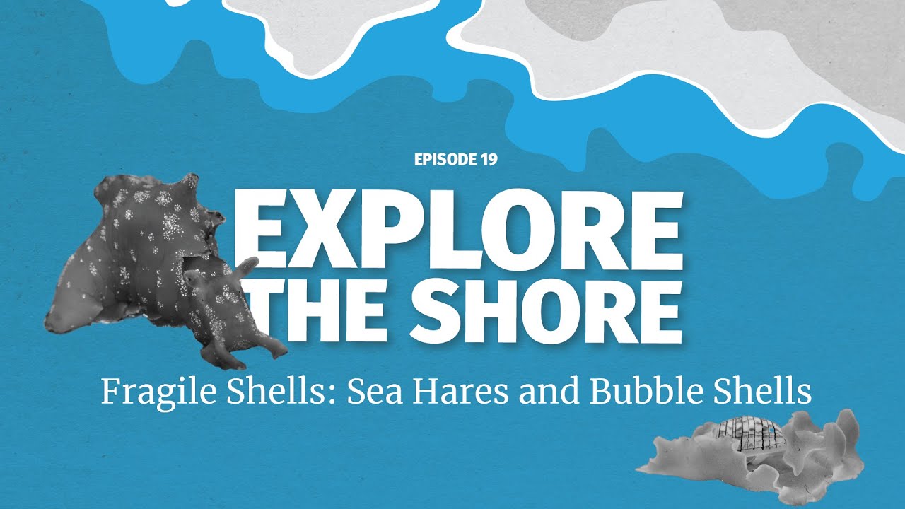 Fragile Shells - Sea Hares and Bubble Shells - the cutest sea creatures