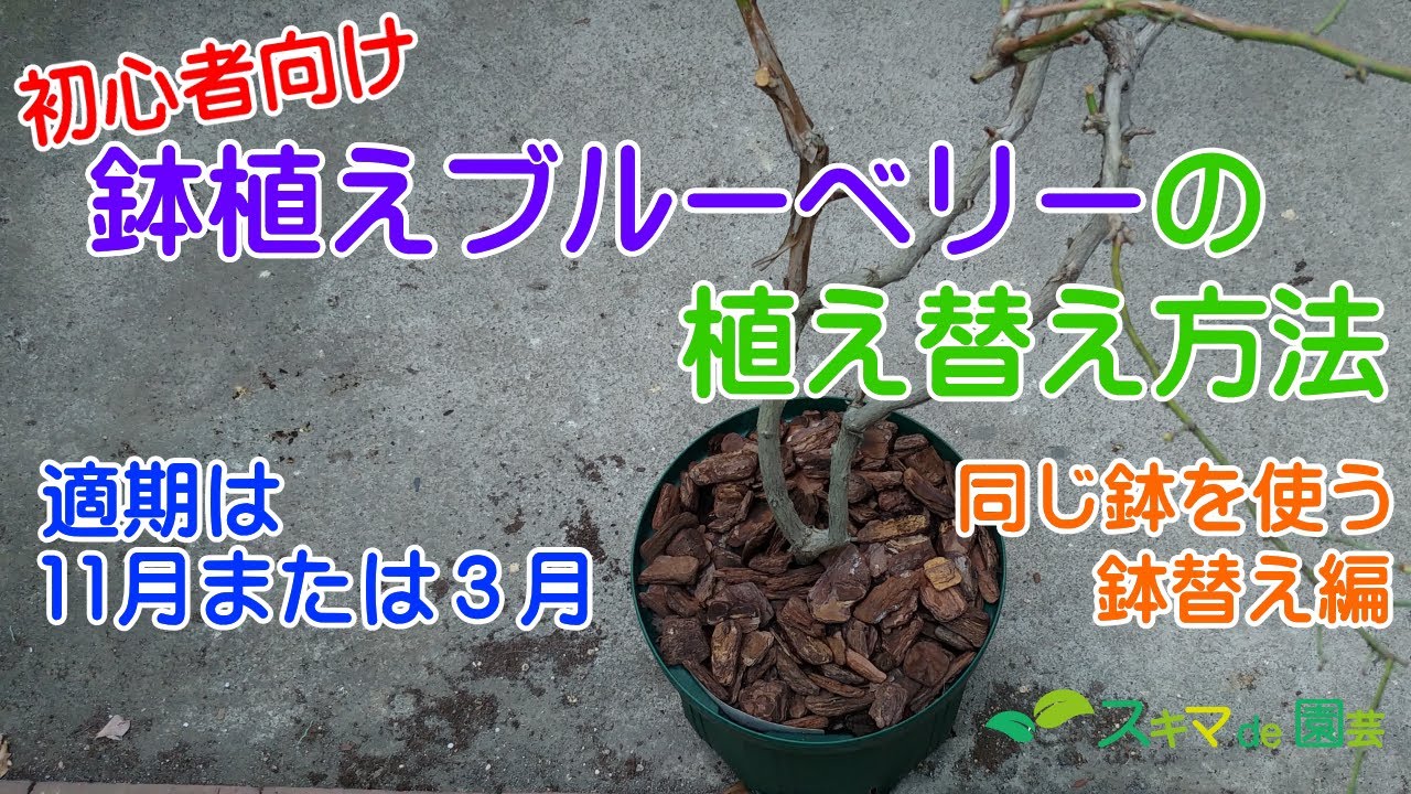 【果樹】鉢植えブルーベリーの植え替え(同じ鉢)方法【スキマde園芸】
