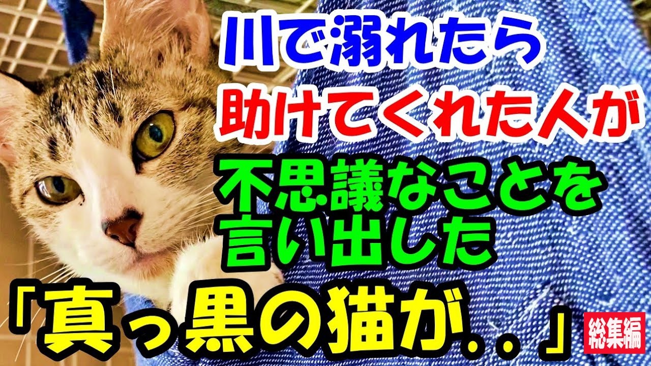 川で溺れたら助けてくれた人が不思議なことを言い出した。「真っ黒の猫が..」【猫の不思議な話】【総集編】