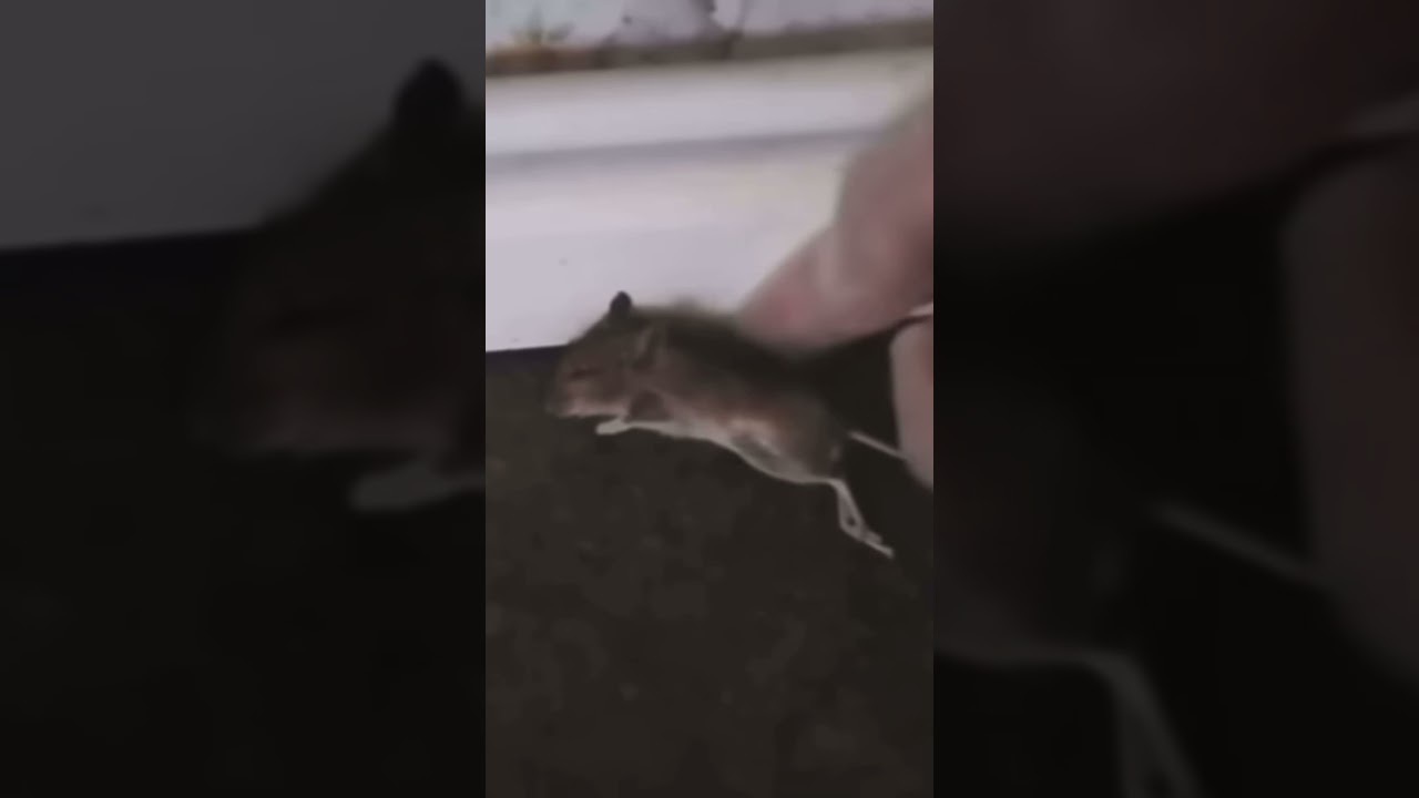 Con CEMENTO solucion&eacute; el problema de ratones 🐭 #ratones #ratas #roedores