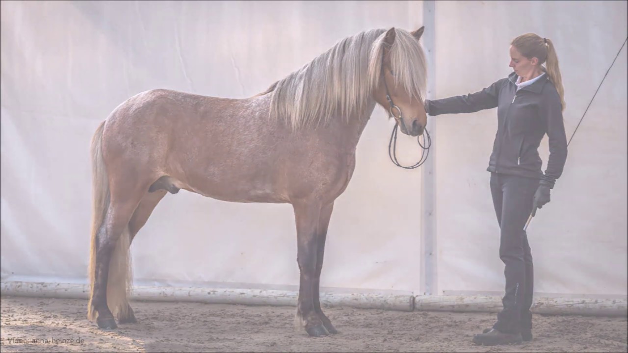 Sörli från Skáneyland 2019