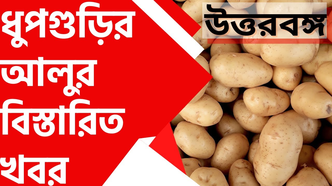 ধুপগুড়ির আলুর বিস্তারিত খবর I Potato News of Dhupguri. North Bengal News West Bengal Potato Price.