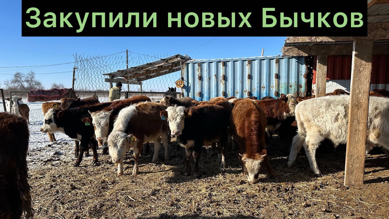 Закупили новых Бычков , отвечаю на вопросы подписчиков