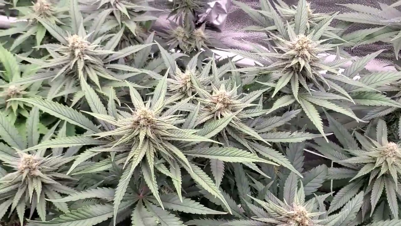 2 Stroke Gelonade week 5 in coco with Humboldt secret