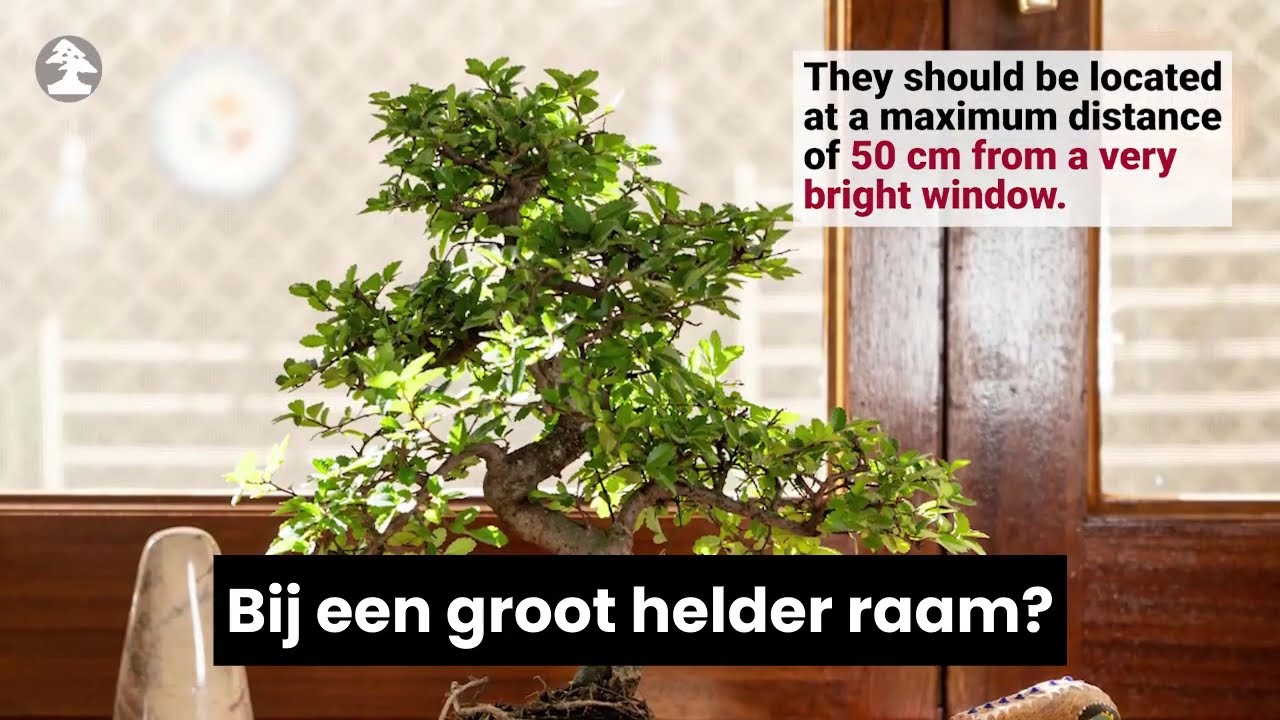 Mistral Bonsai - Basisverzorging voor je binnenbonsai