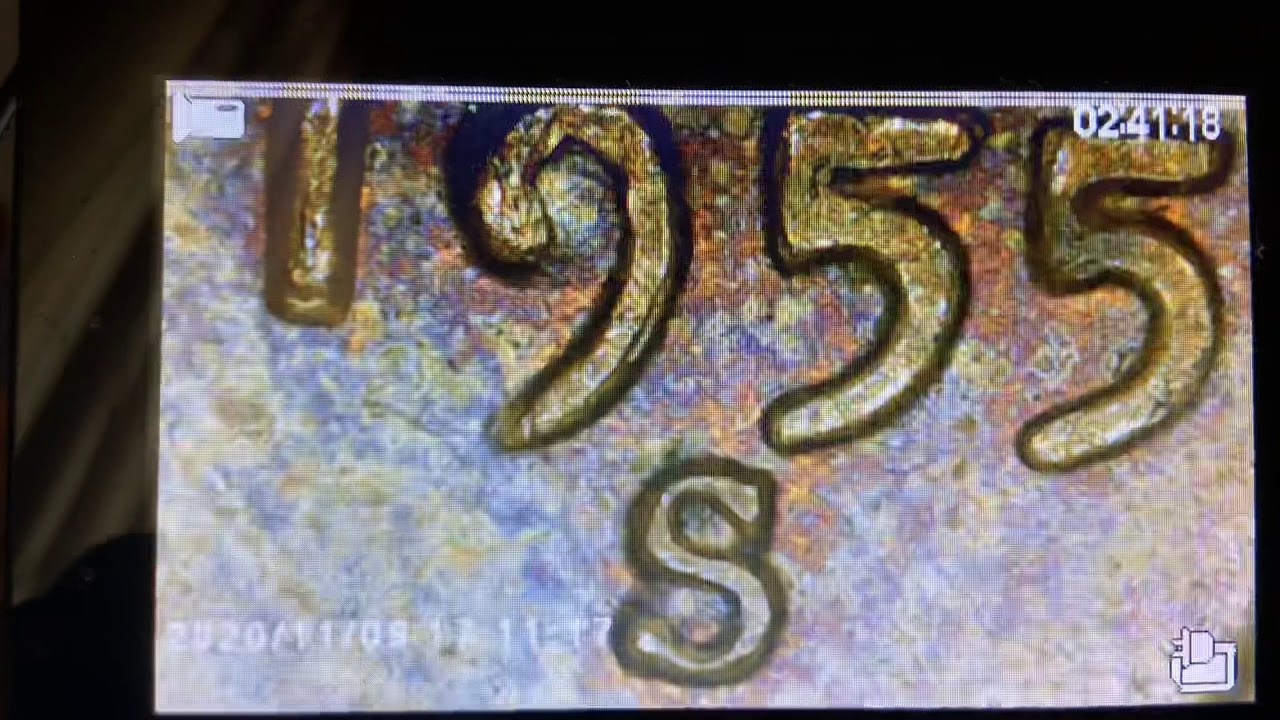 1955 s wheat penny