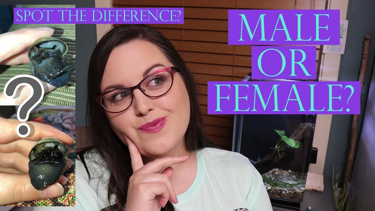 How To Tell the Gender of A Mystery Snail