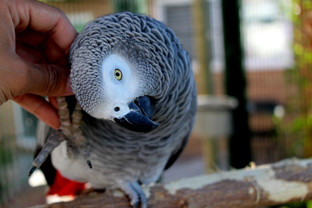 African Greys Are NOT Cuddly Birds