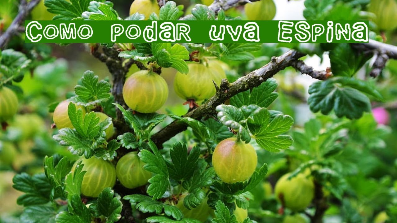 Como podar uva espina || Poda de Arbustos #tuhuertofacil
