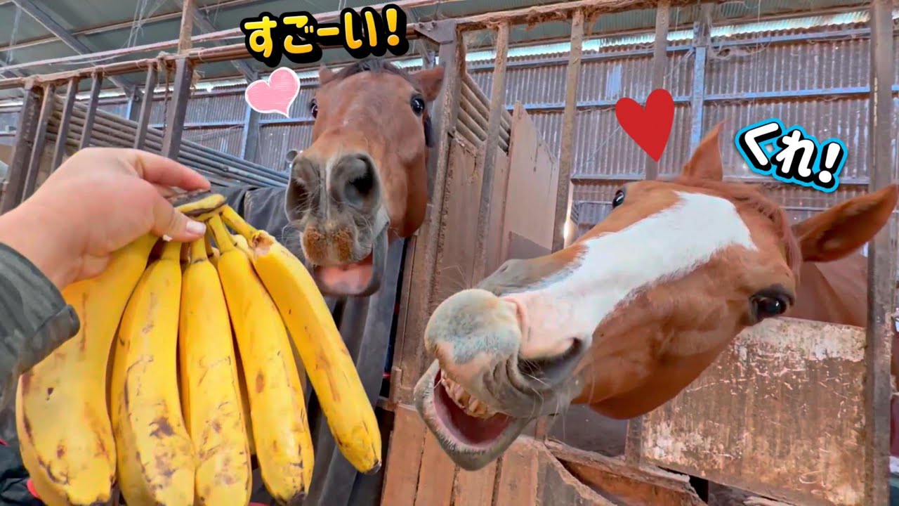 馬達に超巨大バナナを見せた時の反応がヤバすぎた！少年のように目をキラキラ輝かせて興味津々な姿が可愛すぎました♡【ツルマルボーイ様のシモベ】