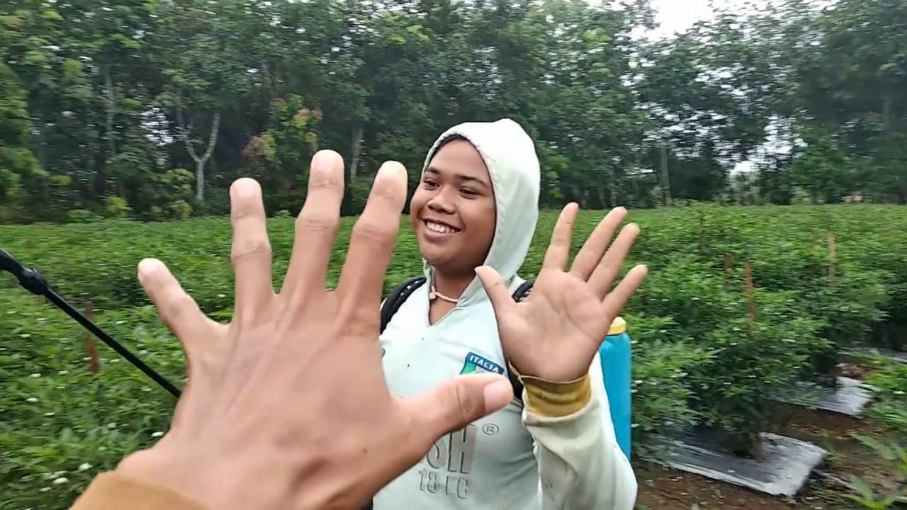 Part(57) 63hst semprot ke(20) ngintip buah cmk lolay