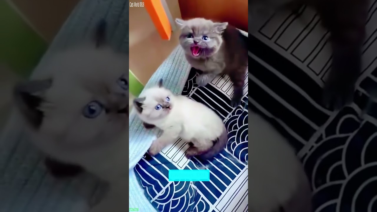 Funniest Cat 😹 kitten meowing 🐈‍⬛ # Part 6253