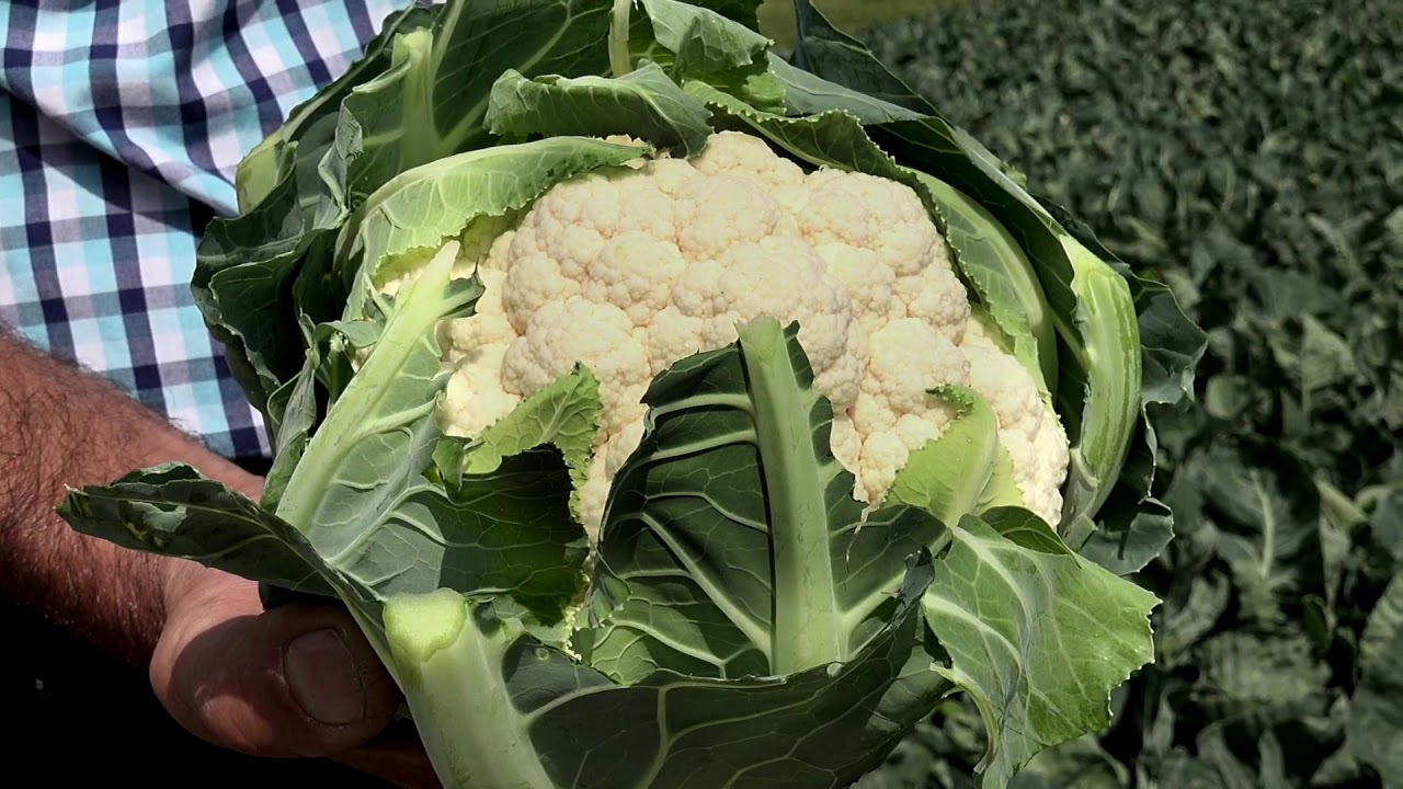 Blumenkohl Ernte 2018