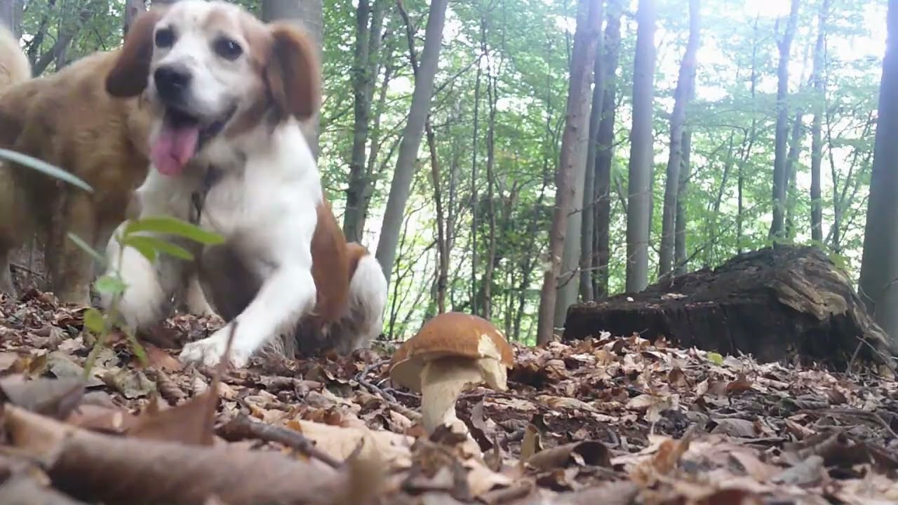 Passeggiate a FUNGHI 🍄 