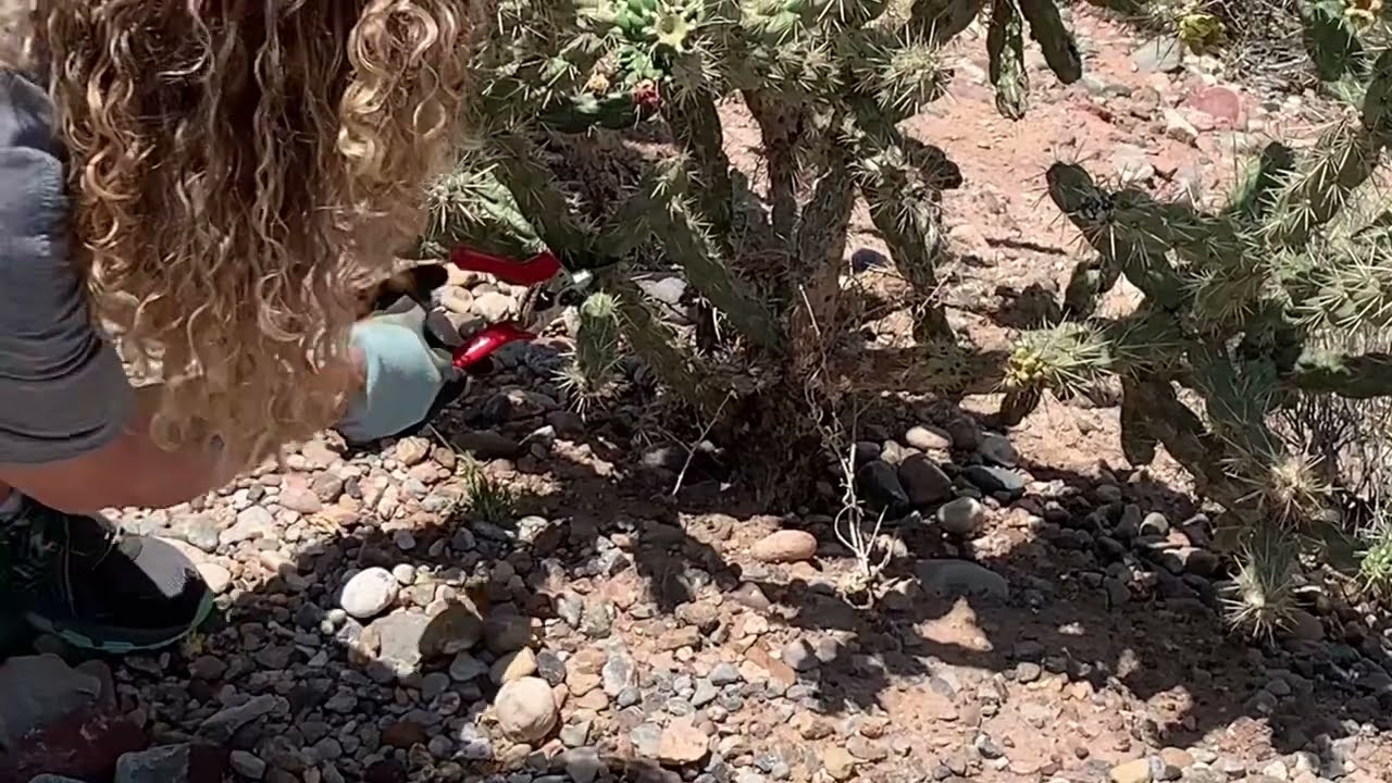Propagating a cholla cactus without getting hurt // NMHighDesertGarden