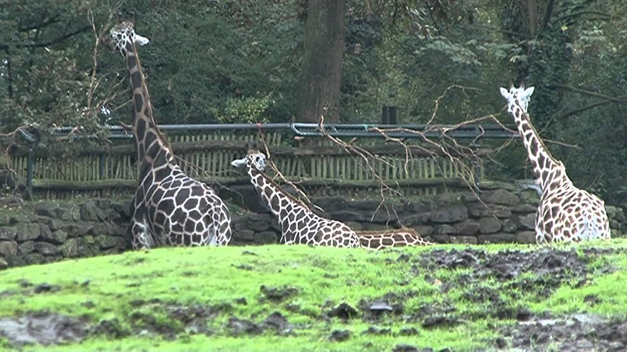 Noorder Dierenpark Emmen