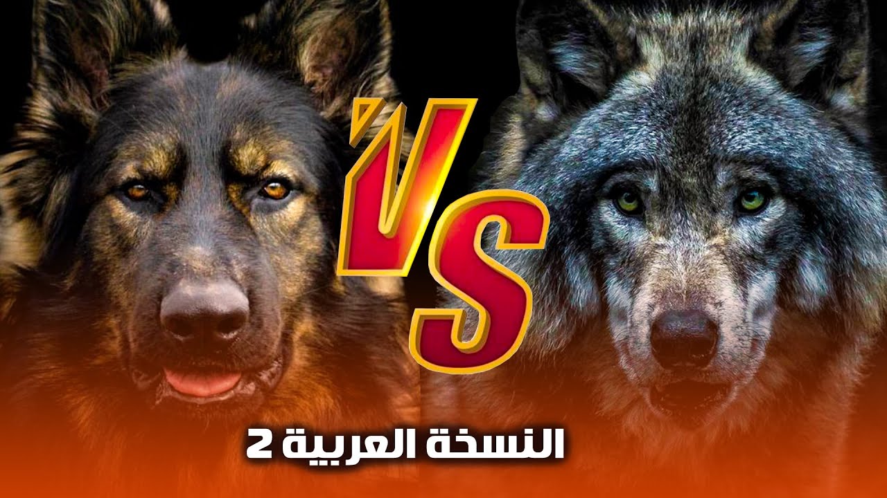 اشتري ده ولا ده 🤔 كلب  جيرمن شيبرد ولا كلب السيبرين هاسكي