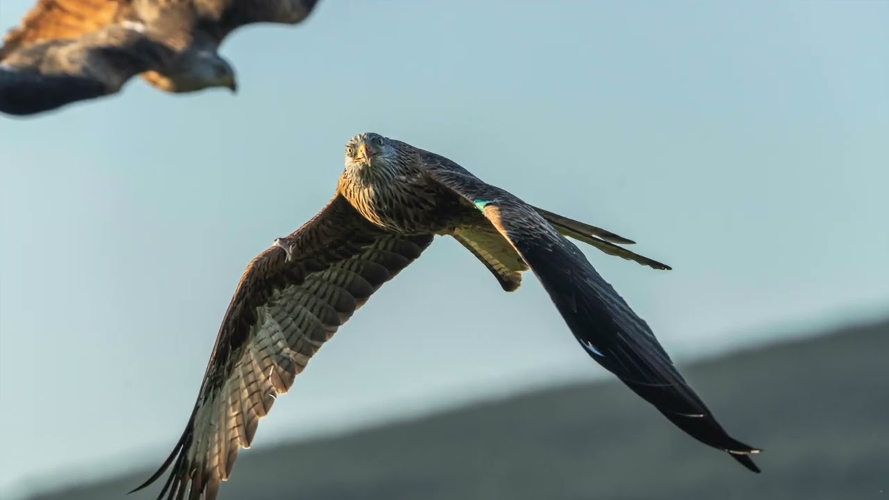 Red Kites at Bellymack Hill Farm