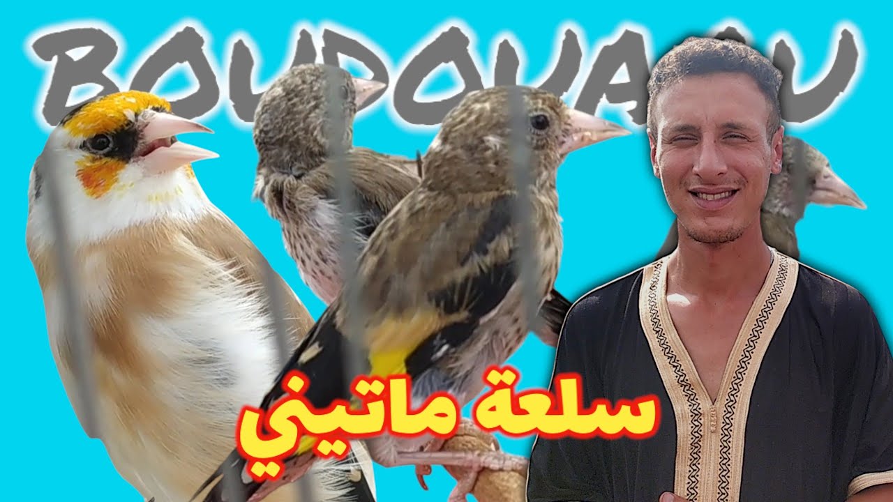 سلعة فريشكة في سوق بودواو لطيور الزينة | مقنين 2025