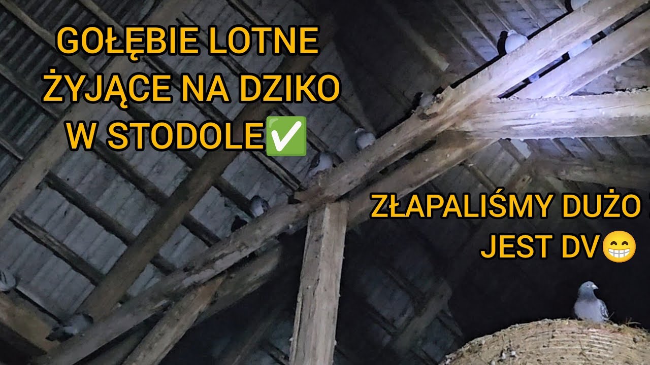 DZIKI GOŁĘBNIK W STODOLE A W NIM DUŻO STARYCH GOŁĘBI LOTNYCH✅️ Gołębie Pocztowe 2026