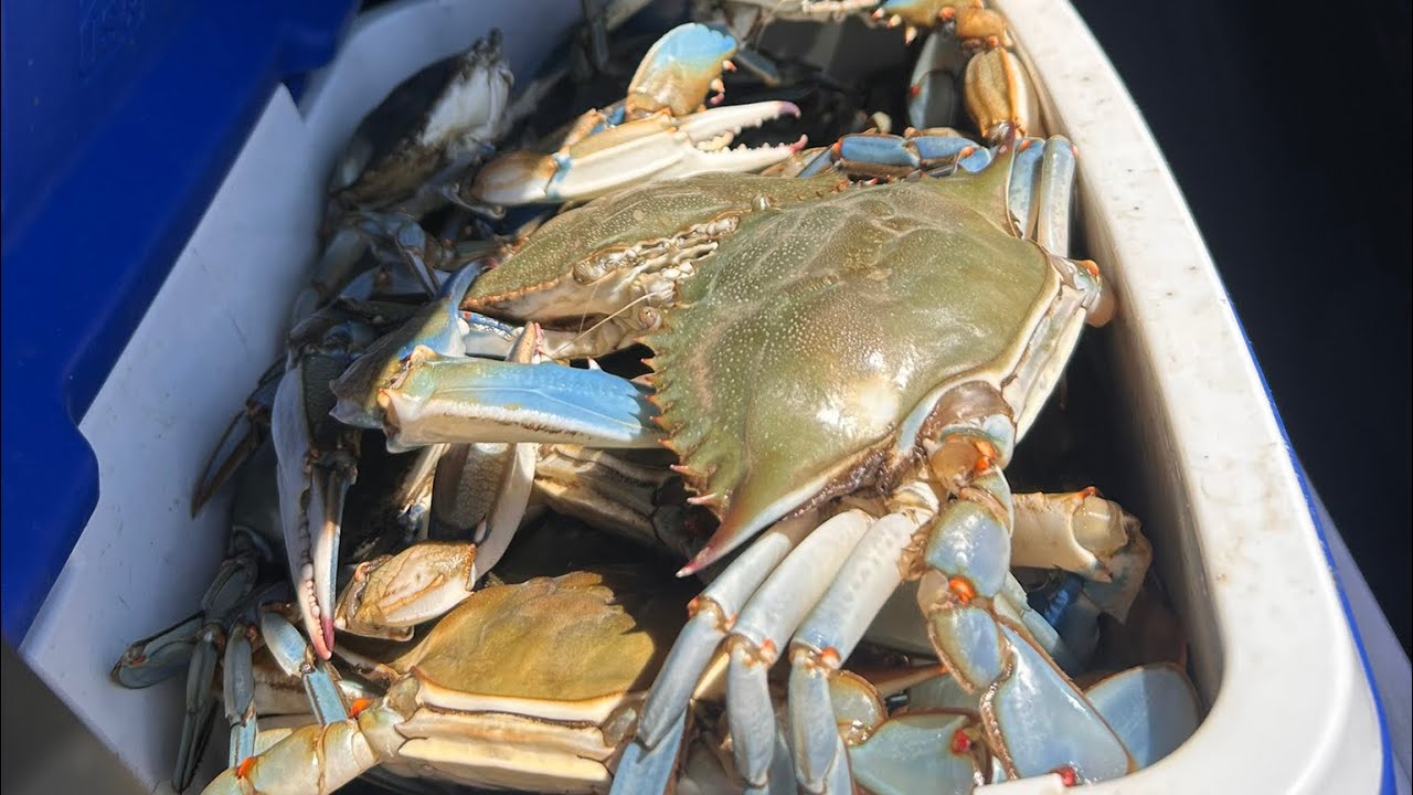 September crabs
