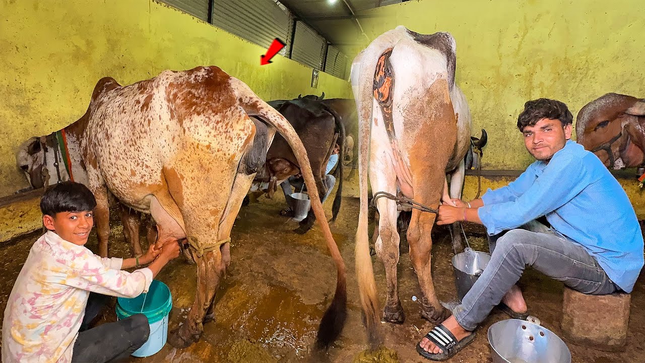 Saari Gaayon Ki Live Milking😱Sabse Zyada Doodh Kisne Diya😍