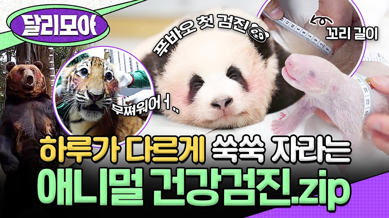 [📁#달리모아] 아기 맹수도 주사는 무서워!!😭💉 건강하고 행복하자 아가들~💖 애니멀 건강검진.zip #TV동물농장 #푸바오