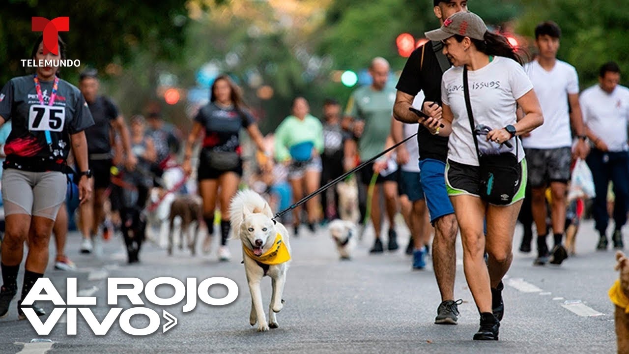 150 perritos participan en una carrera en Venezuela para apoyar refugios de mascotas
