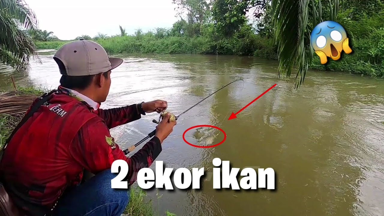 BEGITU BANYAK IKAN SIBARAU (HAMPALA )DI LUBUK INI
